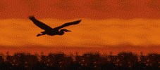 flyinggoose.gif
